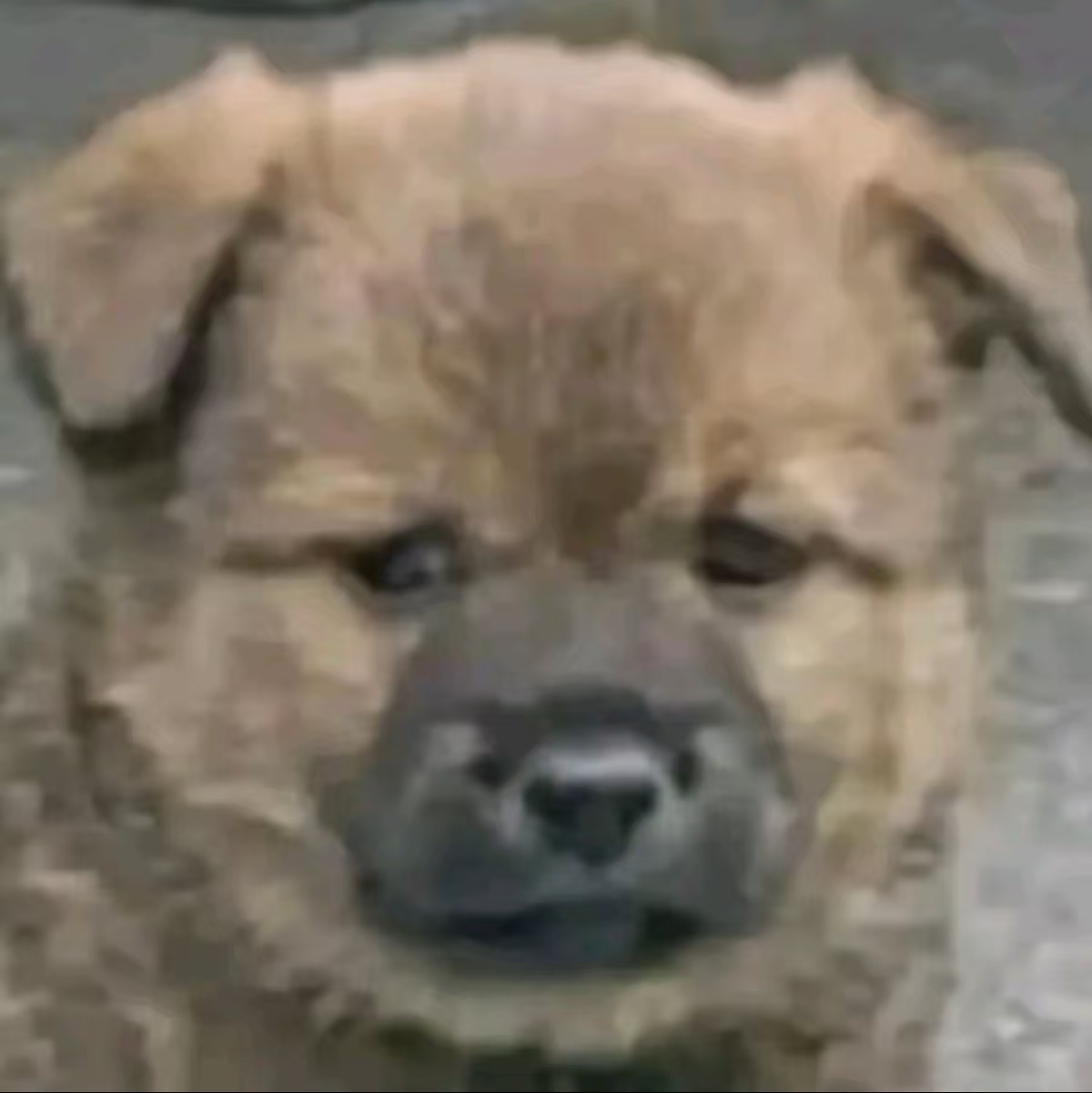 486修狗